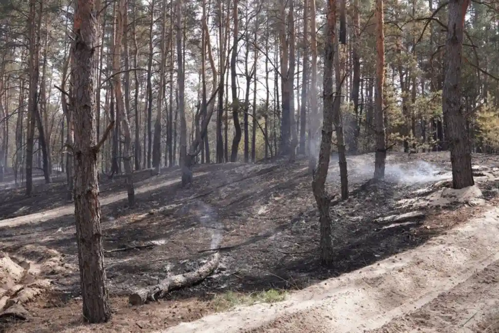 Пожежа в Обухівському лісництві: згоріло майже 10 гектарів соснового лісу