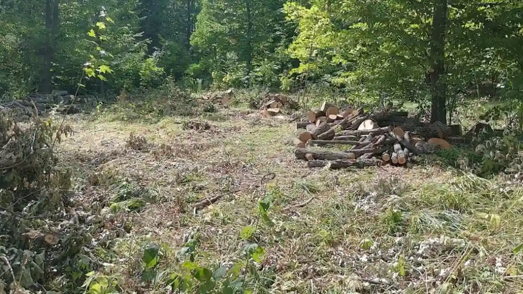Ексчиновника лісгоспу на Дніпропетровщині підозрюють у незаконній вирубці лісу на 6,9 млн грн