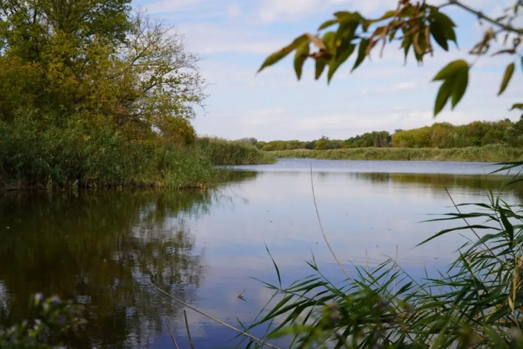 На Дніпропетровщині висихають ставки: люди залишились без води для худоби та господарства