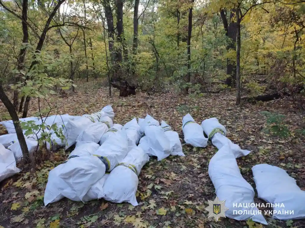 Поліція виявила плантацію конопель у лісі під Дніпром: затримано місцевого мешканця