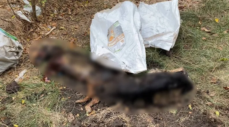 Перевірка скандального притулку під Дніпром: рештки тварин, сміття та нашестя щурів
