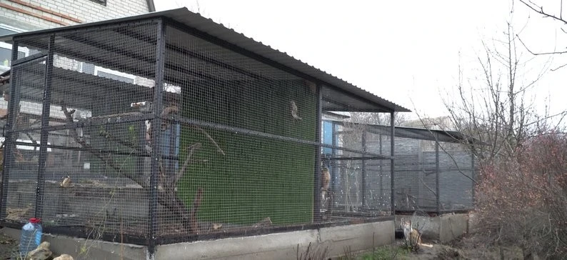 На Дніпропетровщині прихистили виснажену самицю канюка степового, що блукала в пошуках їжі