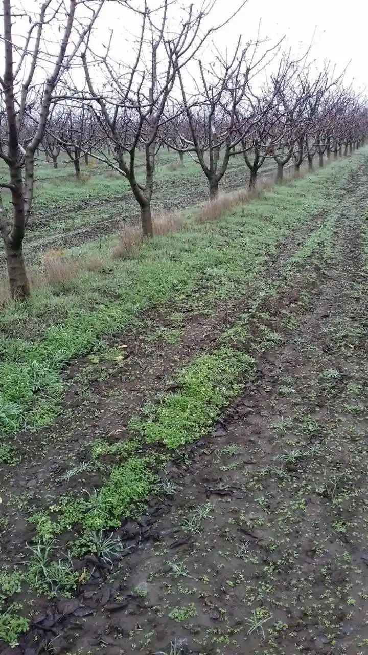 Сад під обстрілами і без води: як на Нікопольщині доглядають дерева взимку та чому якість плодів стала вирішальною