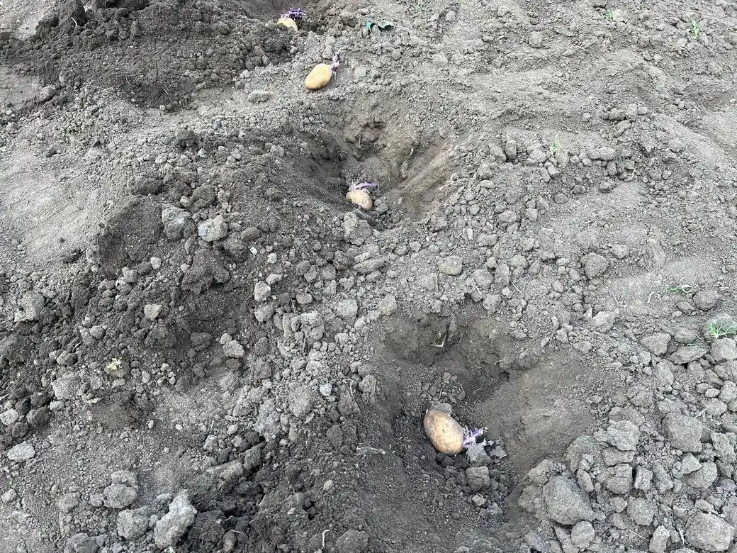 Картопляний сезон 2026: як не прогадати з термінами та отримати максимум від врожаю