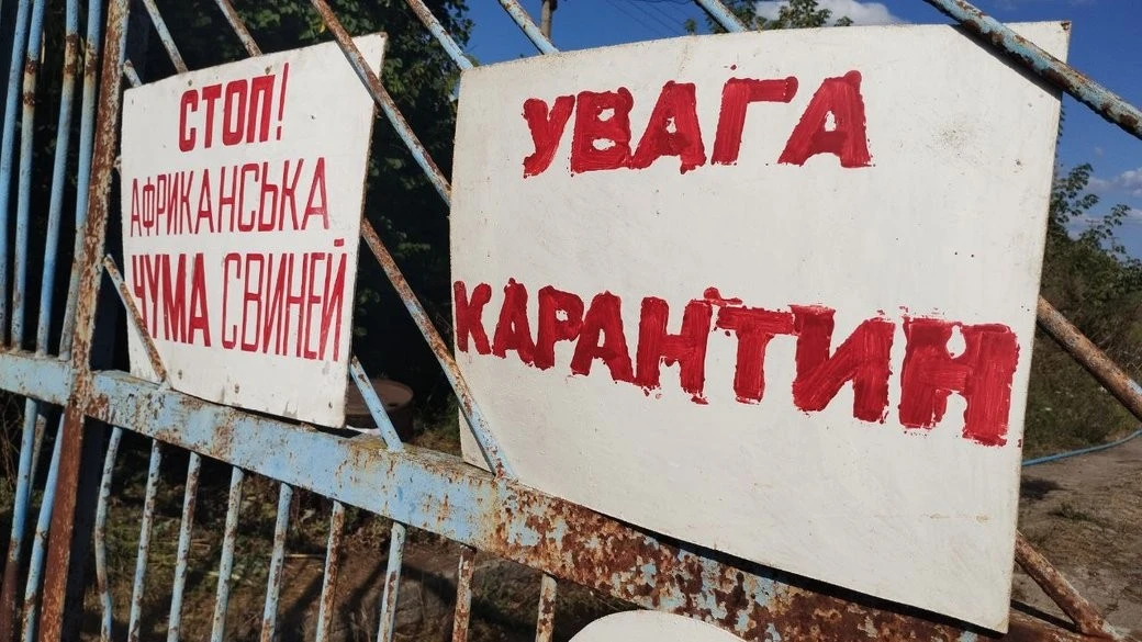 Карантин через африканську чуму на Дніпропетровщині: знищено свиней у шкільному господарстві