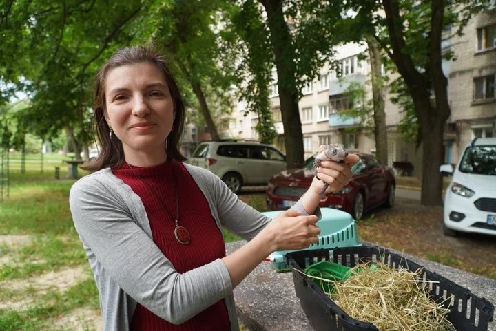 Шість сиріт під обстрілами: як у Дніпрі виходжують врятованих після ракетного удару їжаченят